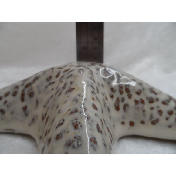 Ceramic Starfish Decor 8" Beige Coastal Beach House Accent - Picture 5 of 6